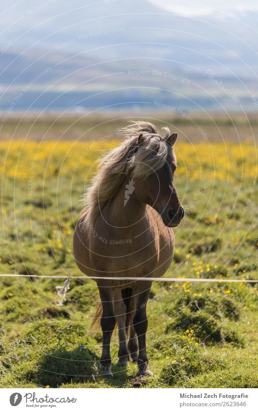 Islandpferd auf der grünen Wiese im Sommer Island schön Berge u. Gebirge Menschengruppe Natur Landschaft Tier Gras Hügel Gletscher Pferd Herde natürlich braun