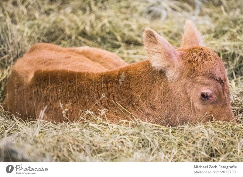 junge Kühe, die auf dem Boden liegen und sich ausruhen. Fleisch Tier See Kuh Schreibstift Wachstum klein niedlich Vogafjos Kuhstall Café Mývatn Island reizvoll