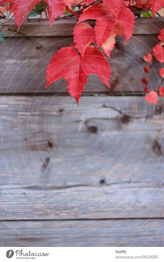 rote Weinblätter rote Blätter Herbstfärbung Holzwand Holzbrett holzig verwittertes Holz Textfläche herbstlich Holzstruktur Herbstgefühle Herbstfarben Oktober