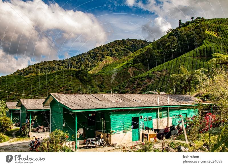 nachbarschaften | leben im tee Sonnenlicht Kontrast Licht Tag Außenaufnahme Malaysia cameron highlands Haus Holzhütte grün Farbfoto Asien schön fantastisch