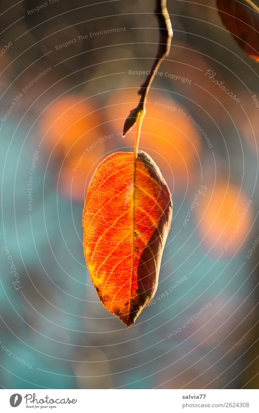 gelborange Umwelt Natur Pflanze Herbst Sträucher Blatt Zweig Blattadern Herbstfärbung Park Wald leuchten ruhig Wandel & Veränderung Oktober Farbfoto