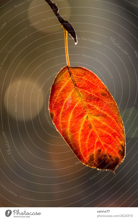 Herbstfärbung Blatt Makroaufnahme Natur Strukturen & Formen Pflanze Blattadern herbstlich Farbfoto Detailaufnahme orange-rot gelb Schwache Tiefenschärfe 1 Blatt