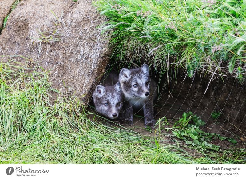 zwei junge, verspielte arktische Fuchswelpen vor ihrem Versteck. Sommer Baby Natur Tier Gras Wiese Pelzmantel Tierjunges klein niedlich wild blau braun grün