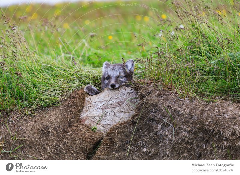 junges verspieltes arktisches Fuchswelpe in Island, Sommer Baby Natur Tier Gras Wiese Pelzmantel Tierjunges klein niedlich wild blau braun grün weiß Arktis