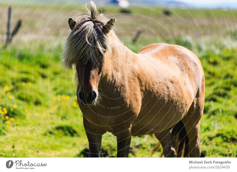 Braunes Islandpferd auf der grünen Wiese im Sommer schön Insel Berge u. Gebirge Menschengruppe Natur Landschaft Tier Gras Hügel Gletscher Pferd Herde natürlich