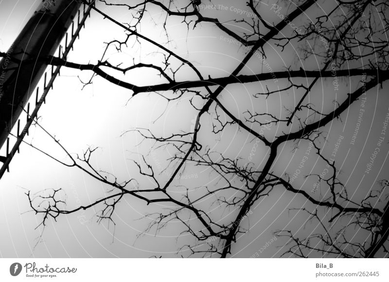 Astwerk Natur Pflanze Baum Wachstum dunkel grau schwarz weiß Zweige u. Äste Metallwaren Flutlicht Leiter Licht Schwarzweißfoto Außenaufnahme Nacht Kunstlicht