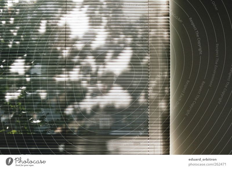 Madung Fenster ästhetisch Jalousie Baum Schatten Wand Farbfoto Innenaufnahme Tag Licht