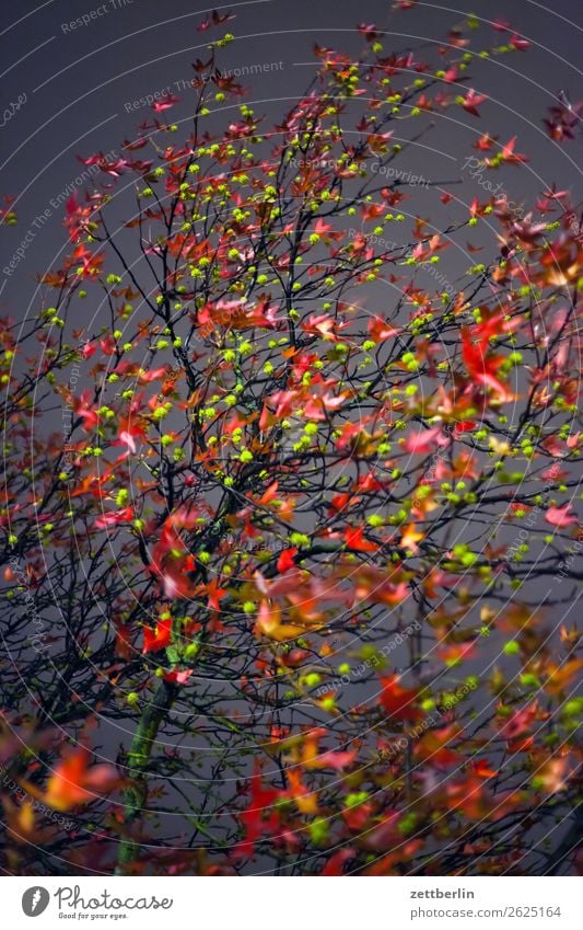 Herbstabend Abend Abschied Ast Baum Blatt mehrfarbig dunkel Ende Farbe Garten Herbstlaub Traurigkeit Nacht Natur Park Trauer Pflanze Wechseln Zweig Oktober