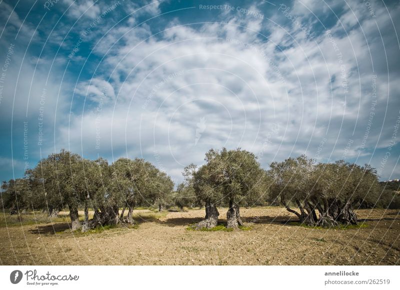Steinalt Ferien & Urlaub & Reisen Tourismus Ausflug Sommerurlaub Umwelt Natur Landschaft Himmel Wolken Klima Schönes Wetter Baum Nutzpflanze Olivenbaum Feld