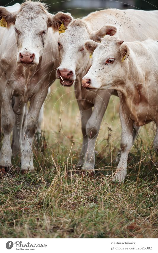 Kühe Landwirtschaft Forstwirtschaft Landschaft Tier Gras Wiese Feld Nutztier Kuh Kalb 3 beobachten Fressen Blick Freundlichkeit Zusammensein Glück natürlich