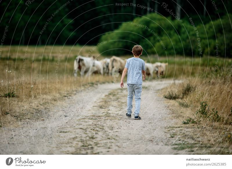 Sommer Landwirtschaft Forstwirtschaft Mensch Kind Junge Körper 1 8-13 Jahre Kindheit Umwelt Natur Landschaft Gras Sträucher Feld Tier Kuh Herde Rind Vieh