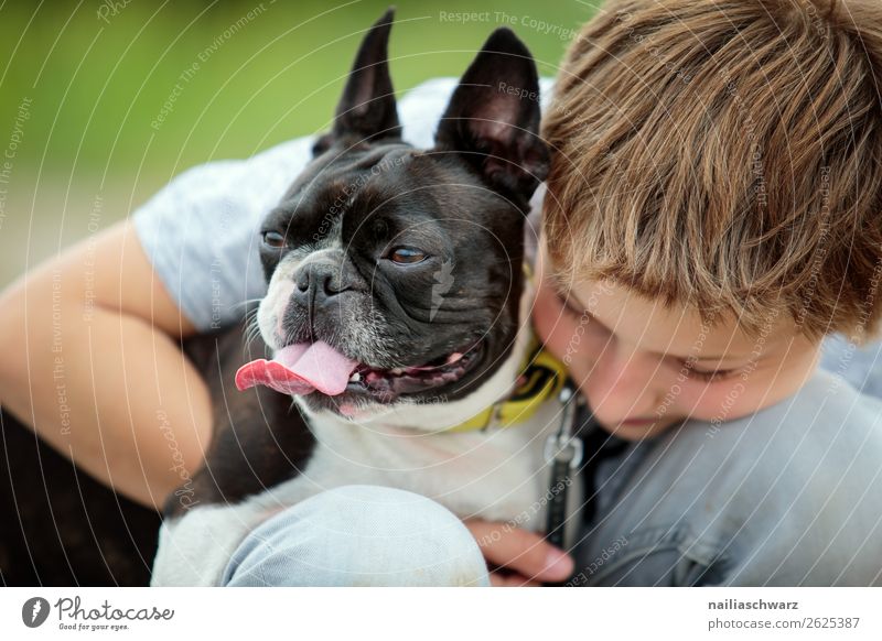 Freundschaft Mensch Kind Junge Kindheit Gesicht 1 8-13 Jahre Tier Haustier Hund Tiergesicht Boston Terrier französische Bulldogge beobachten festhalten Blick