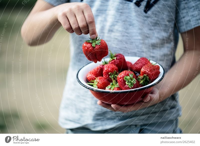 Erdbeeren Lebensmittel Frucht Dessert Ernährung Picknick Bioprodukte Vegetarische Ernährung Schalen & Schüsseln Freude Gesundheit Gesunde Ernährung Allergie
