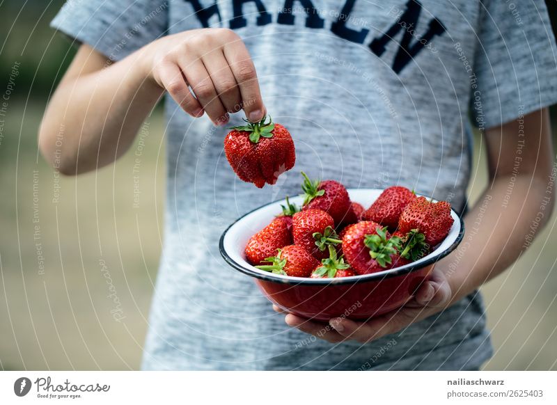 Sommer Lebensmittel Frucht Erdbeeren Ernährung Bioprodukte Vegetarische Ernährung Schalen & Schüsseln Gesundheit Gesunde Ernährung Mensch maskulin Kind Junge