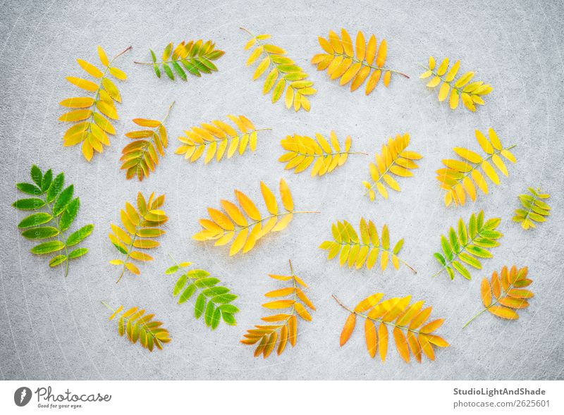 Goldene Aschebaumblätter auf Betonuntergrund Design schön Freizeit & Hobby Garten Gartenarbeit Landwirtschaft Forstwirtschaft Kunst Natur Pflanze Herbst Baum