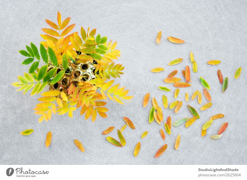 Bunte Aschebaumblätter in einer goldenen Lotusvase Design schön Freizeit & Hobby Garten Gartenarbeit Kunst Natur Pflanze Herbst Baum Blatt Grünpflanze