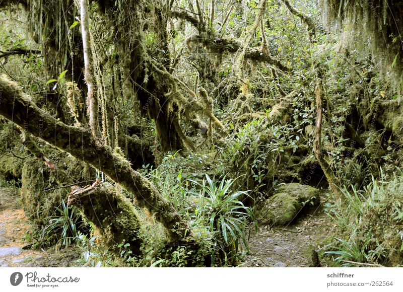 Da hinten - ein Tier! Umwelt Natur Pflanze Baum Gras Sträucher Moos Grünpflanze Wildpflanze exotisch Urwald grün Große Klette Farn Unterholz durcheinander