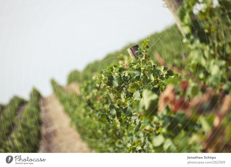 Der Weinberg XII Umwelt Natur Landschaft Pflanze Schönes Wetter grün Weinlese Weinbau Blatt Landwirtschaft Süden Reihe anbauen Neigung Horizont