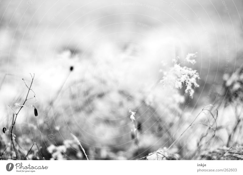Winterminiaturlanschaft Natur Pflanze Klima Wetter Nebel Eis Frost Schnee Blume Gras Wildpflanze Wiese Feld Menschenleer kalt klein nah Vergänglichkeit