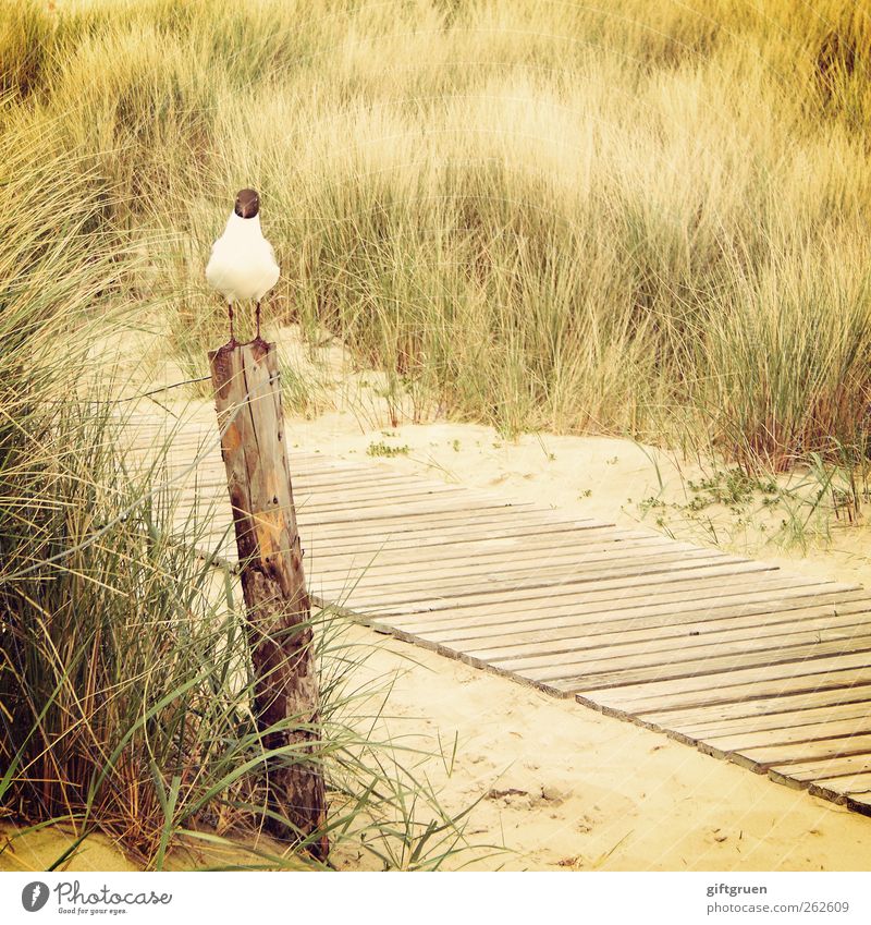 auf bessere zeiten warten Umwelt Natur Landschaft Pflanze Urelemente Sand Gras Sträucher Küste Strand Nordsee Meer Tier Vogel 1 sitzen geduldig Lachmöwe Möwe