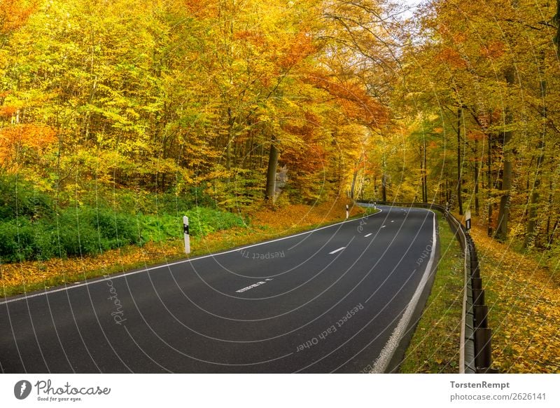 Herbststraße Umwelt Natur Landschaft Baum Verkehr Verkehrswege Straße fahren verblüht dehydrieren mehrfarbig gelb grün rot Lebensfreude Thüringen Thüringer Wald