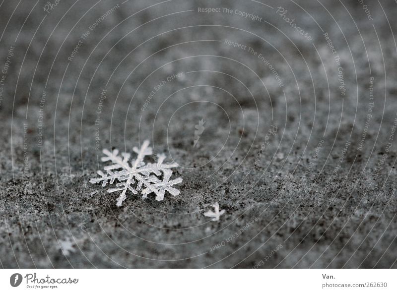 die letzten Flöckchen Natur Winter Eis Frost Schnee Metall kalt grau weiß Schneeflocke Stern (Symbol) Eiskristall Farbfoto Gedeckte Farben Außenaufnahme