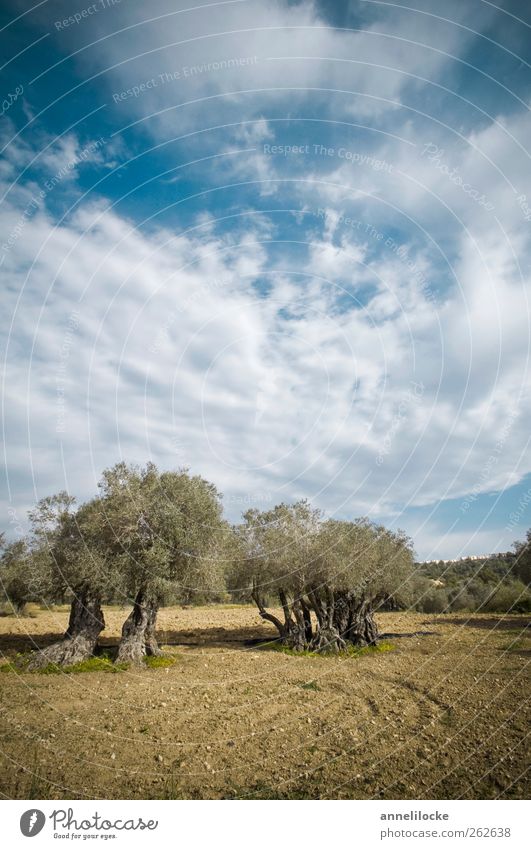 Olivenbäume Ferien & Urlaub & Reisen Tourismus Ausflug Sommer Sommerurlaub Umwelt Natur Landschaft Tier Himmel Wolken Klima Schönes Wetter Pflanze Baum
