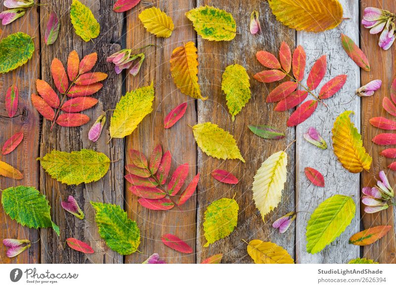 Bunte Herbstblätter auf rustikalem Holzgrund Design schön Freizeit & Hobby Garten Gartenarbeit Landwirtschaft Forstwirtschaft Kunst Kunstwerk Umwelt Natur