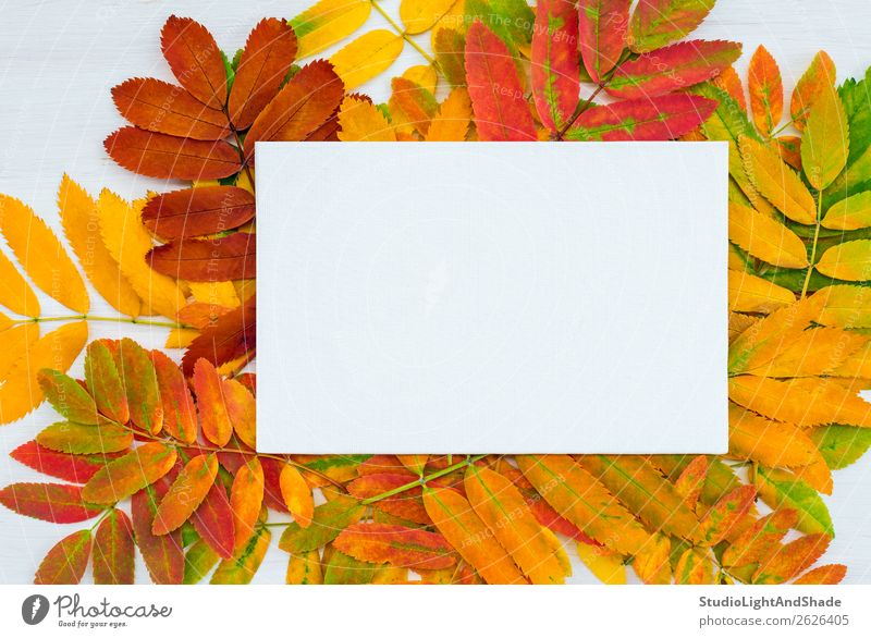 Weiße Leinwand auf farbenfrohem Aschebaum hinterlässt Hintergrund Design schön Freizeit & Hobby Handarbeit Garten Kunst Kunstwerk Gemälde Natur Pflanze Herbst