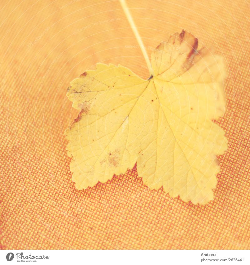Gelbes Blatt auf orange-braun-gelbem Stoff Umwelt Natur Pflanze Herbst Klima Wetter Dürre fallen trocken Wärme Vergänglichkeit Wandel & Veränderung Jahreszeiten
