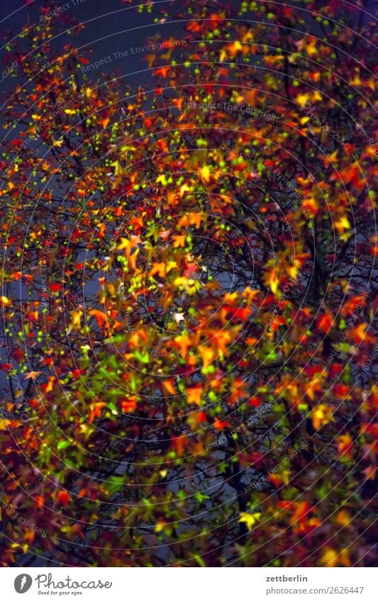 Platane am Abend/im Herbst Abschied Ast Baum Blatt mehrfarbig dunkel Ende Farbe Garten Herbstlaub Traurigkeit Nacht Natur Park Trauer Pflanze Wechseln Zweig