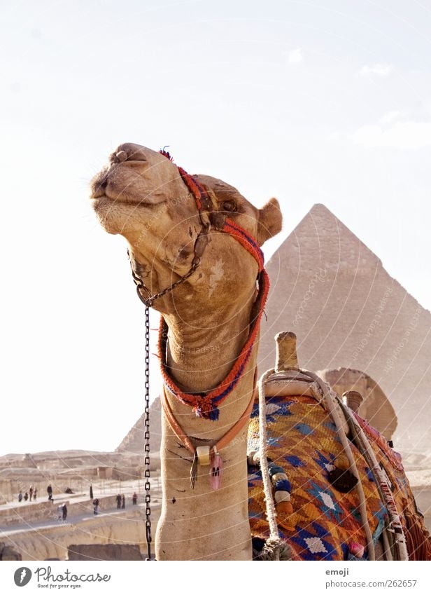 Coole Sau Himmel Tier Tiergesicht 1 außergewöhnlich Hochmut Pyramide Kamel Ägypten Gizeh weltwunder Kamelkopf Froschperspektive Blick nach vorn Tradition