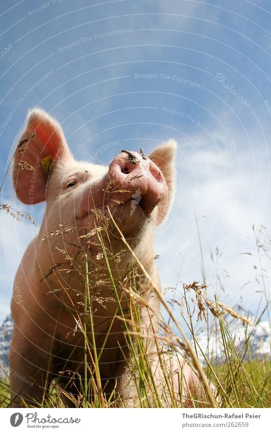 Schwein gehabt Natur Tier Nutztier 1 außergewöhnlich Sau Ohr Schnauze blau Gras Weide grün Wolken Farbfoto mehrfarbig Außenaufnahme Textfreiraum oben Tag