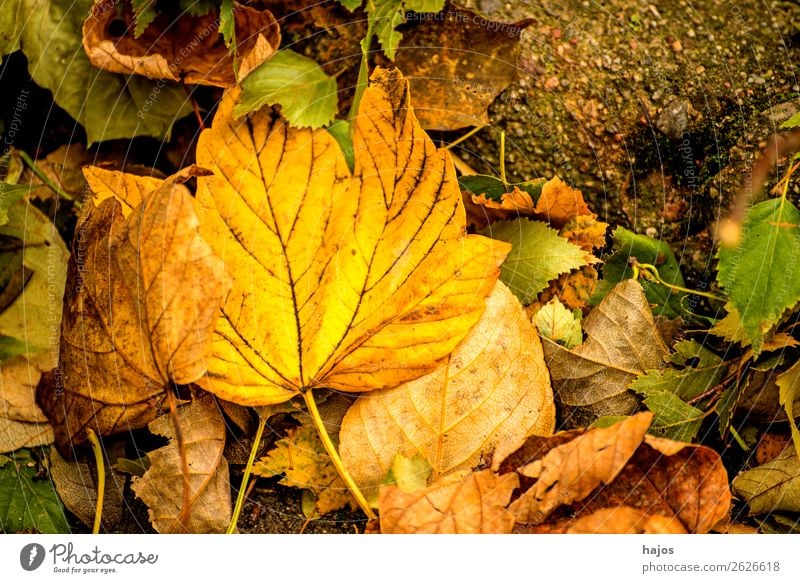 Ahornblatt in Herbstfarben Design Natur Baum weich gelb Blatt verfärbt gefallen Boden Laub Jahreszeit Farbfoto Außenaufnahme Tag