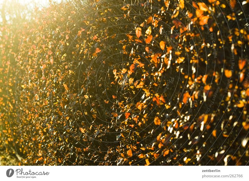 Hecke Umwelt Pflanze Sonnenlicht Frühling Wetter Schönes Wetter Wachstum Gegenlicht strahlend Farbfoto Außenaufnahme Detailaufnahme Menschenleer