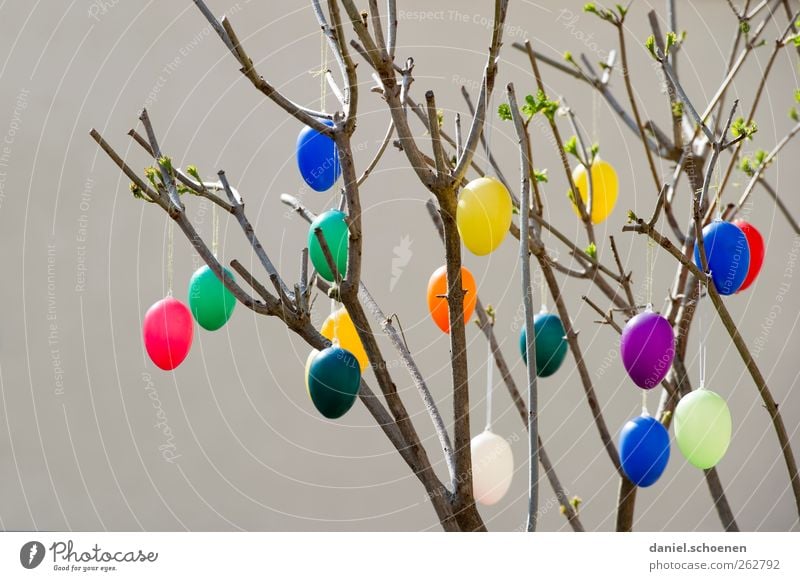 wo ist denn das lila Ei ? Dekoration & Verzierung Feste & Feiern Ostern Frühling blau gelb grün rot Osterei Farbfoto mehrfarbig