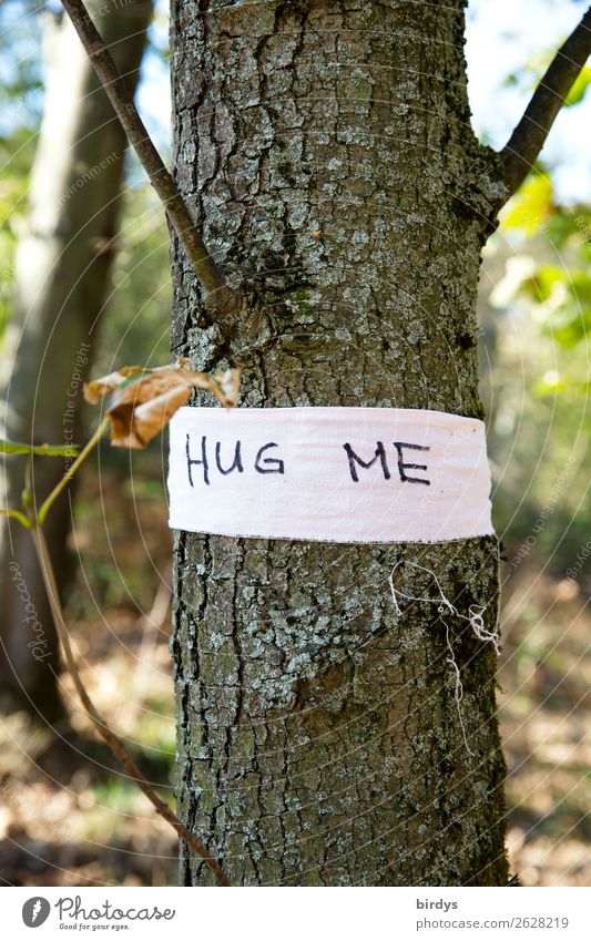 Hug me Sommer Schönes Wetter Baum Wildpflanze Wald Schriftzeichen Schnur berühren Liebe Umarmen außergewöhnlich Freundlichkeit positiv Lebensfreude Freundschaft