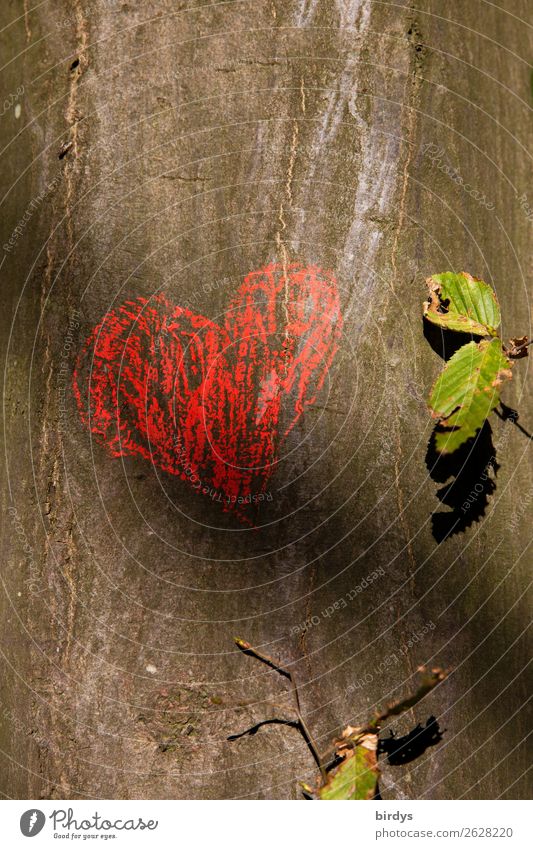 1800stes - Mehr Herz bitte Natur Sonnenlicht Sommer Schönes Wetter Baum Blatt Wildpflanze Buche Zeichen authentisch Glück positiv Wärme grau grün rot Gefühle