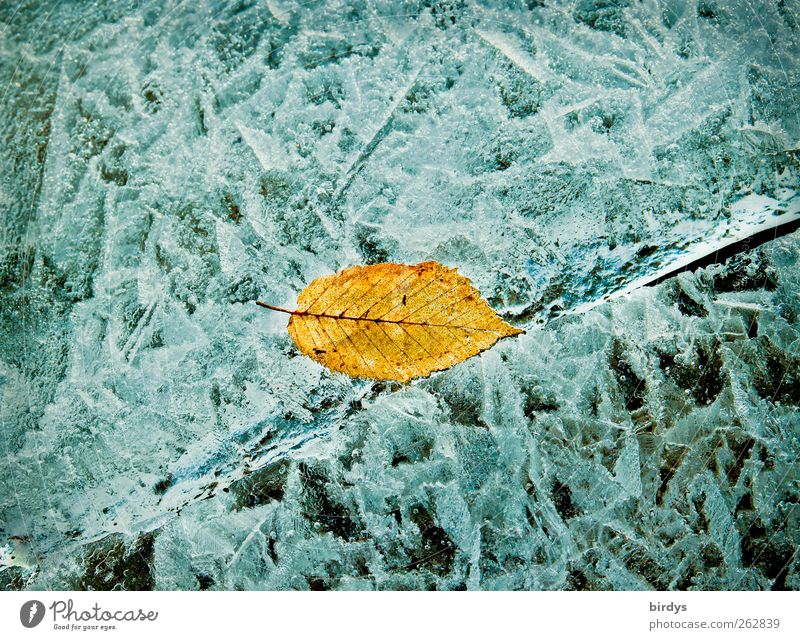 gelbes Birkenblatt auf einer Eisfläche mit einem Riss Winter Frost Blatt Nahaufnahme See malerisch gefroren glänzend leuchten ästhetisch Eiskristall