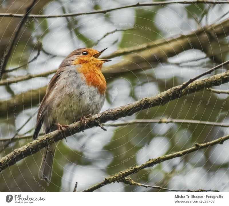 Singendes Rotkehlchen Natur Tier Sonnenlicht Baum Ast Wildtier Vogel Tiergesicht Flügel Krallen Feder Schnabel 1 sprechen Kommunizieren leuchten Blick schreien