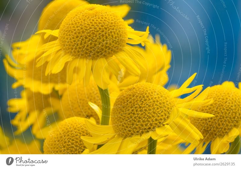 Gelbe Blumen Färberkamille (Anthemis tinctoria ) Alternativmedizin Wellness harmonisch Wohlgefühl Zufriedenheit Erholung ruhig Meditation Spa