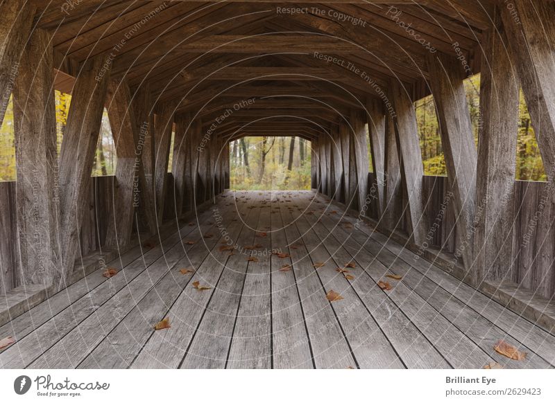 Holzbrücke Ausflug Natur Landschaft Wind Wald Brücke Tunnel alt einfach natürlich retro braun Zukunft Architektur Holzbrett Blatt Herbst herbstlich Herbstlaub