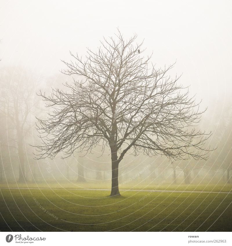 baum Umwelt Natur Landschaft Herbst Winter schlechtes Wetter Unwetter Nebel Baum Park dunkel gruselig kalt trist grün Vergänglichkeit kahl Ast Geäst 1 Farbfoto