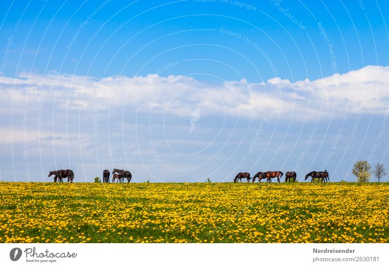 Pferde auf der Weide im Frühling Ferien & Urlaub & Reisen Landwirtschaft Forstwirtschaft Natur Landschaft Himmel Wolken Sommer Schönes Wetter Blume Gras