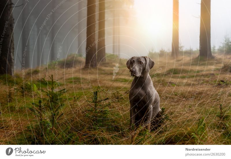 Im Nebelwald Jagd Ausflug wandern Natur Landschaft Urelemente Sonne Sonnenlicht Klima Baum Gras Moos Wald Tier Haustier Hund beobachten warten dunkel