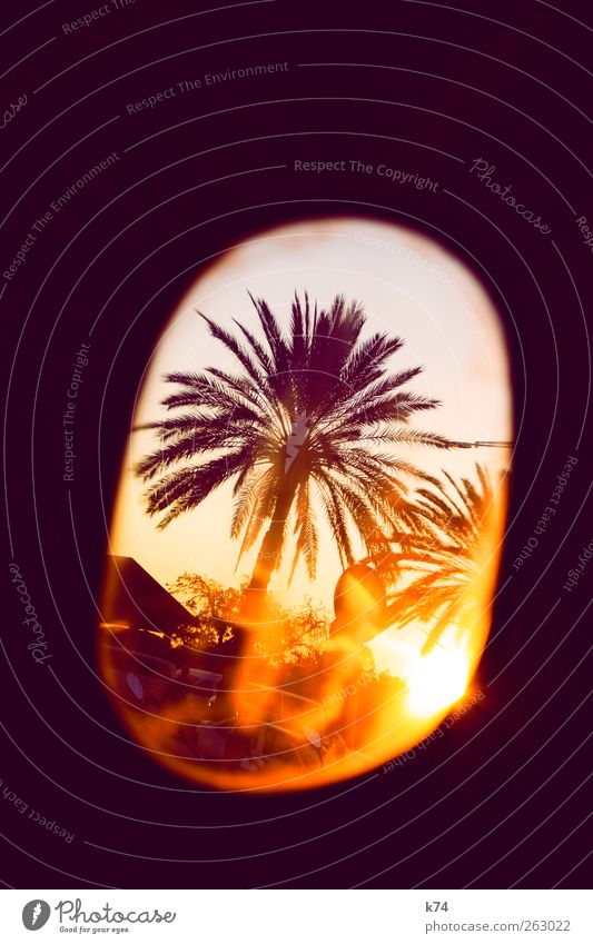 sunset at the palms Baum Palme leuchten Wärme gelb violett Farbfoto mehrfarbig Außenaufnahme Menschenleer Textfreiraum oben Abend Dämmerung Licht Schatten