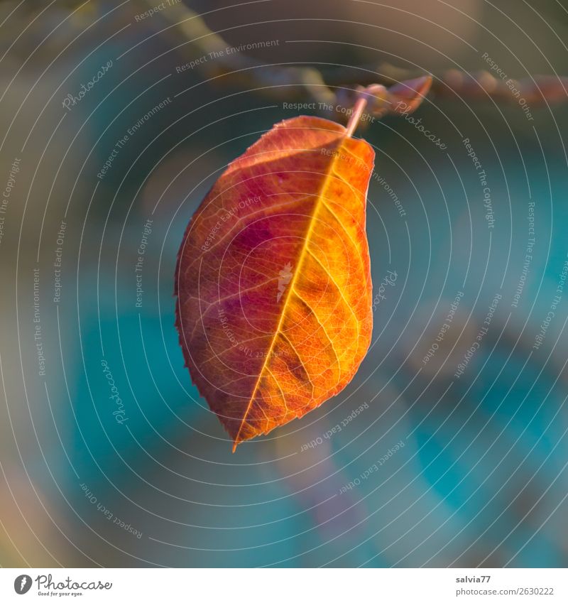 leuchtendes Blatt im Herbst Natur Pflanze Makroaufnahme Herbstfärbung Blattadern orange gelb hellblau Schwache Tiefenschärfe Herbstlaub Detailaufnahme