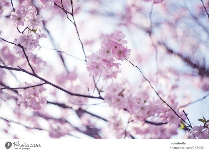 frühling ist. Natur Pflanze Baum Blüte schön rosa Frühling Kirschbaum Kirschblüten Farbfoto Morgen Tag Schwache Tiefenschärfe
