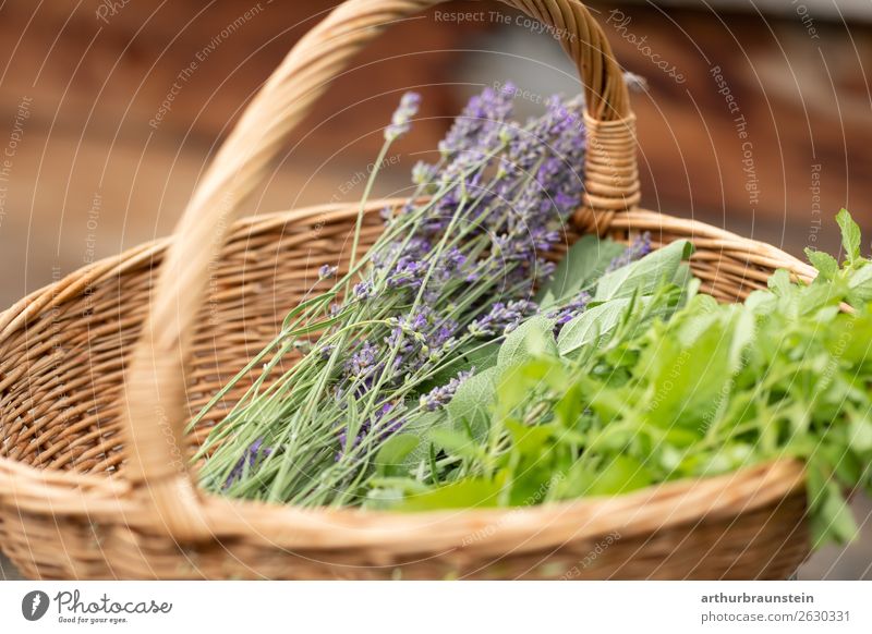 Korb mit Kräutern aus Kräutergarten Lebensmittel Kräuter & Gewürze Lavendel Lavendelernte Minze Ernährung Bioprodukte Vegetarische Ernährung kaufen Gesundheit