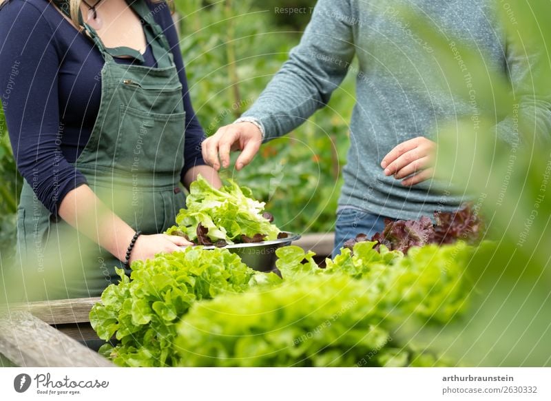 Mann und Frau beim Salat ernten vom Hochbeet im Garten Lebensmittel Gemüse Salatbeilage Ernährung Bioprodukte Vegetarische Ernährung Gesunde Ernährung